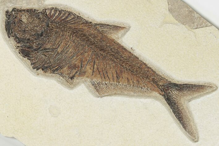 Detailed, Fossil Fish (Diplomystus) - Wyoming #203210
